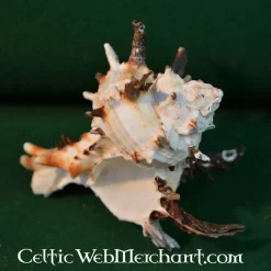 Dogwhelk 7 Dogwhelk -Celtic Web Merchant Store dogwhelk 3